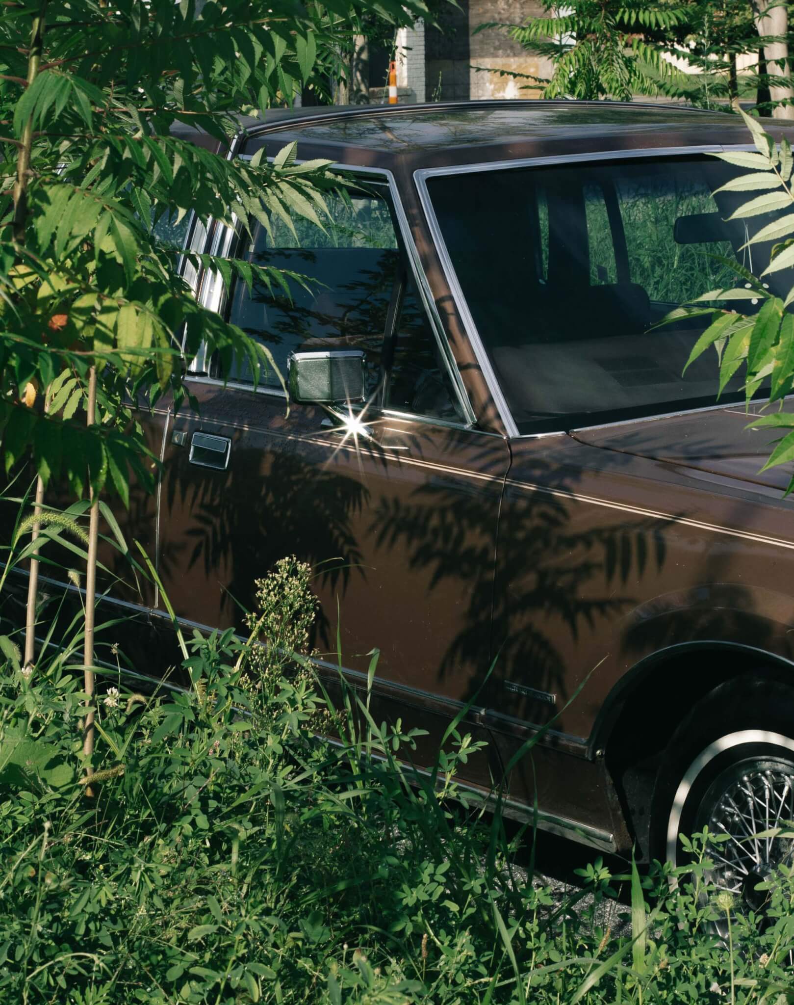 car with plants