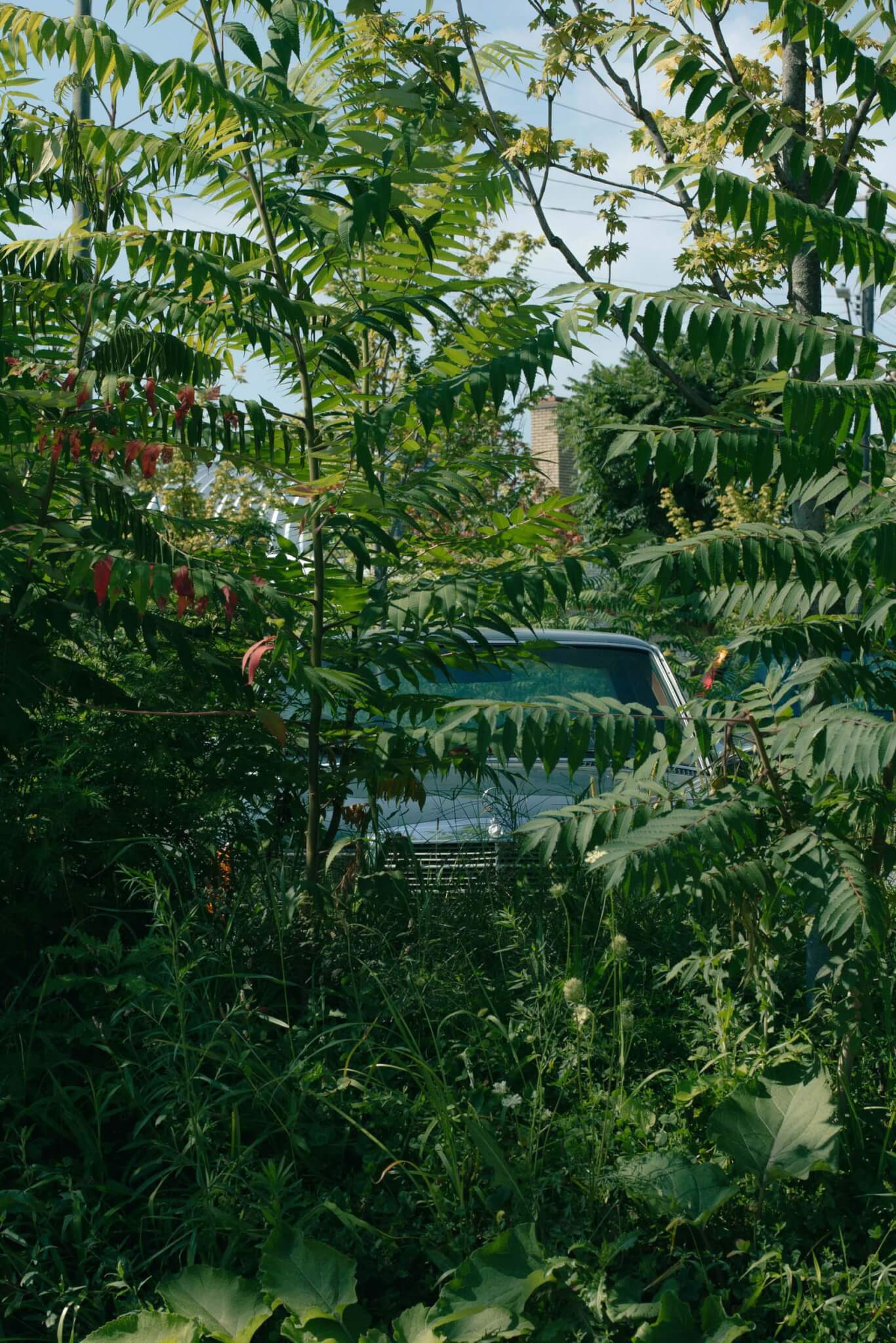 Julie Bargmann 用专为 Prince Concepts 设计的 PARK（ing） 拥抱底特律的城市荒野